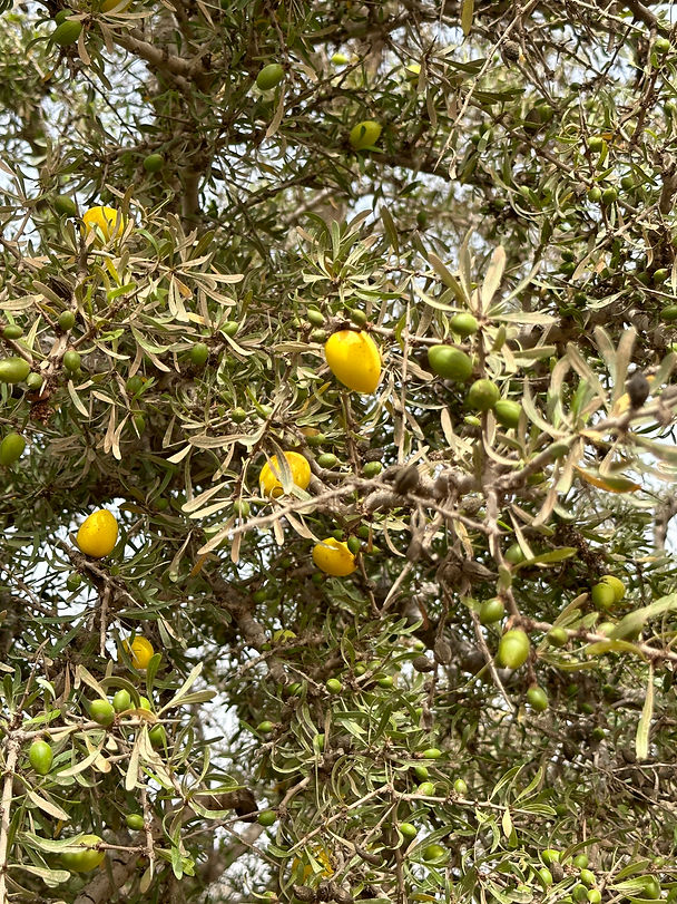 IMG_0169.jpeg