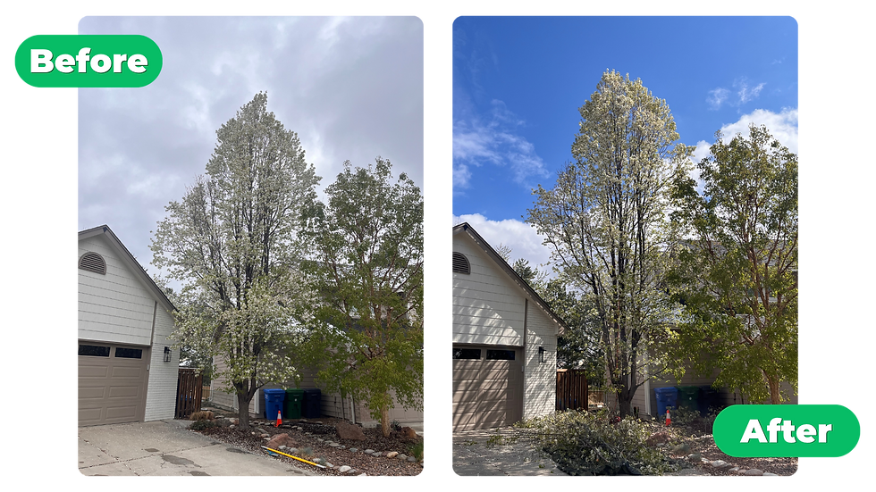 Before-and-after-tree-pruning-2.png