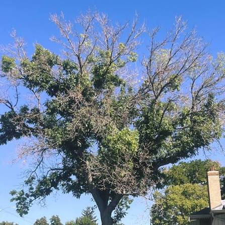 EAB large dead branches_IG.jpeg