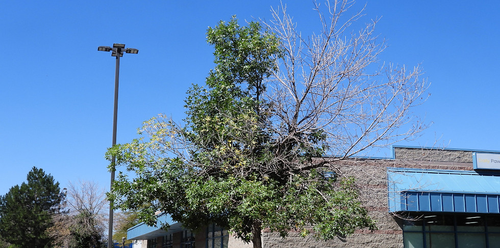EAB-dieback_CSU.jpg