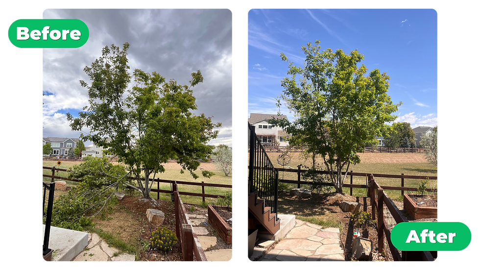 Before-and-after-tree-pruning-1.png