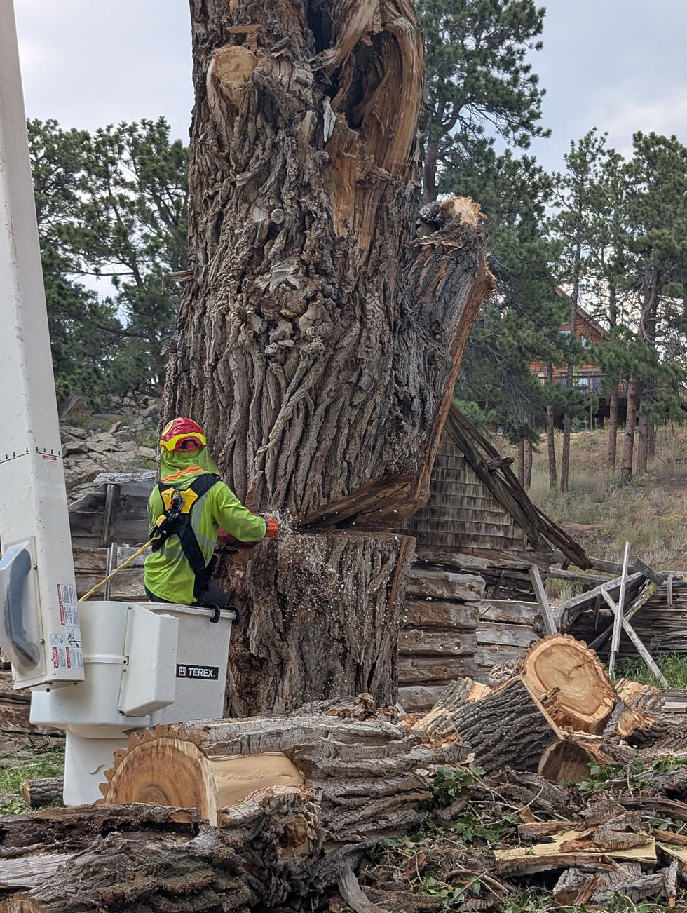 tree-removal-2.JPG