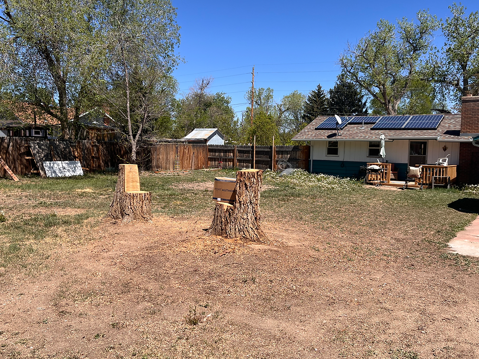 Stump and tree removal service in fort collins