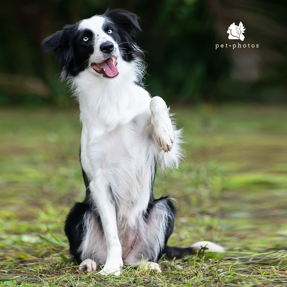 COACH FILHA - BORDER COLLIE