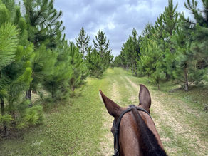 Entre Orelhas e Silêncios: O que os cavalos nos ensinam