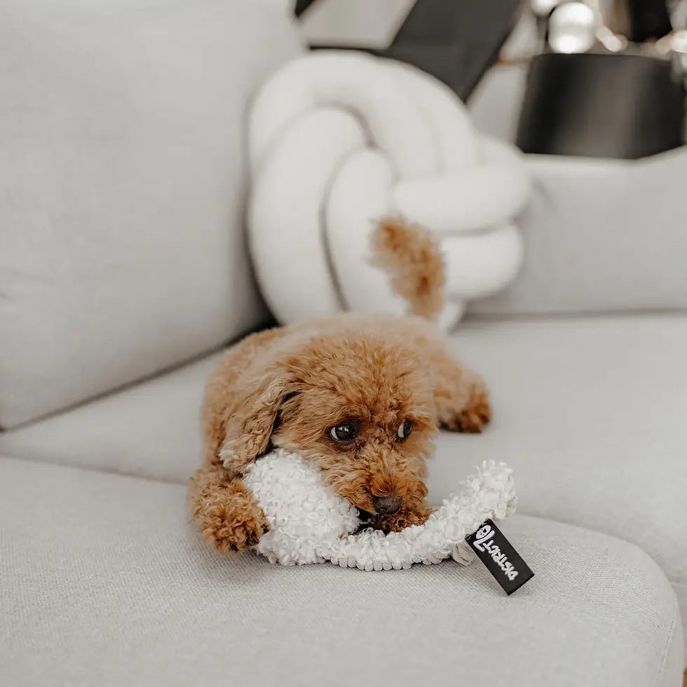 Thumbnail: Knuffelspeeltje Chuck