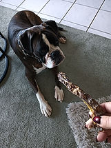 Hond Paco welke een eendennek eet van Kyra's Hondensnacks