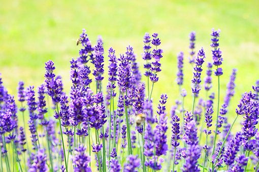Lavender (Lavandula angustifolia)
