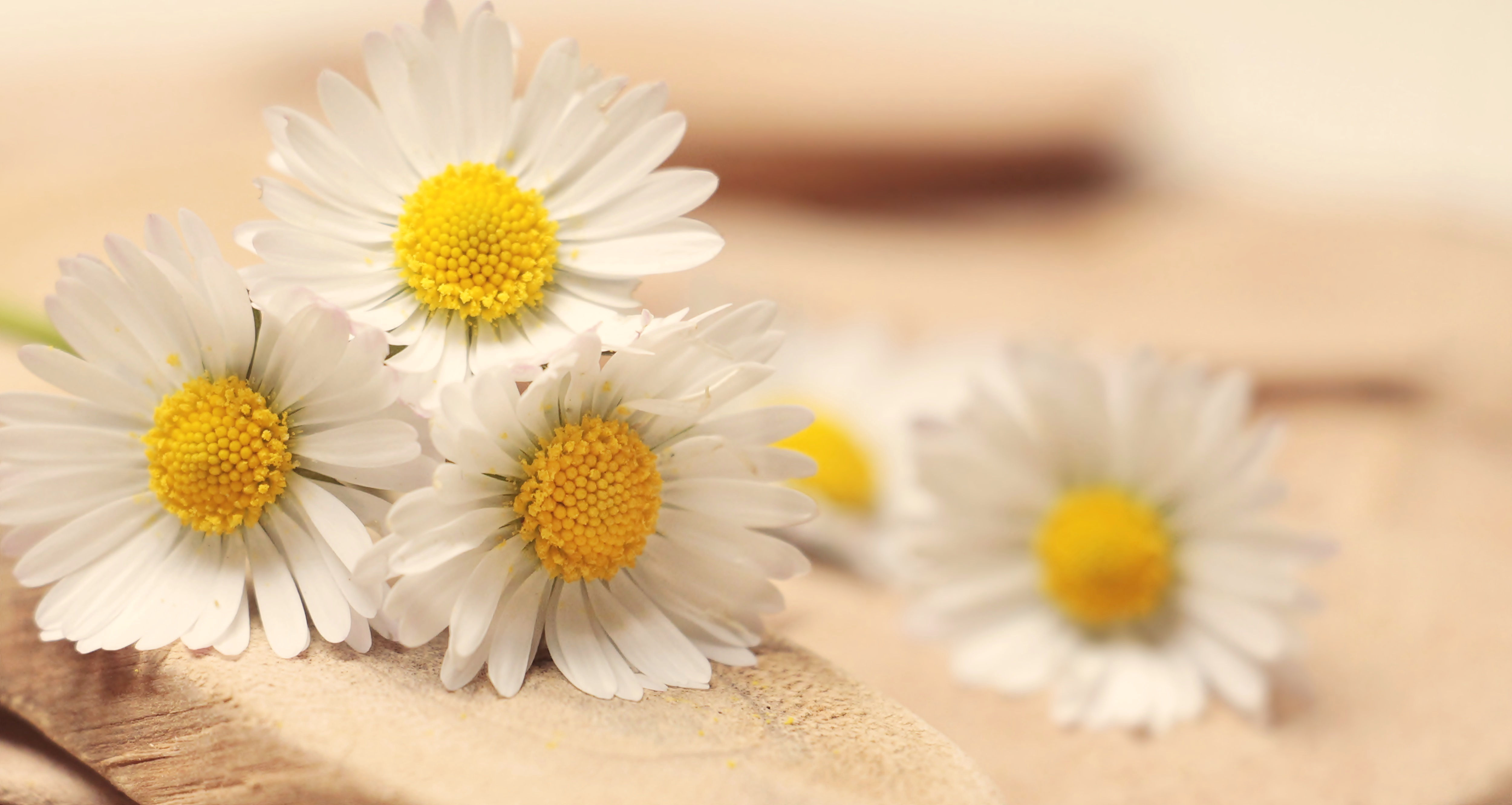 Chamomile (Matricaria chamomilla)