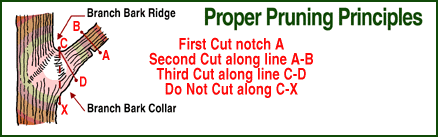 Proper pruning principles