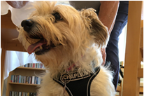 How Pets as Therapy - PAT dogs - and Anna Chaplaincy fit together...