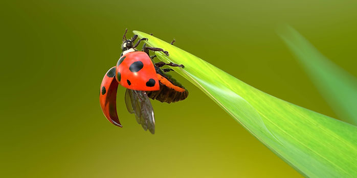 Ladybug