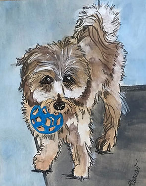 Pet portrait