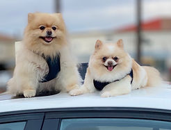Dogs