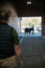 Dr. Caitlin Quinn, a large animal veterinarian with Custom Livestock Solutions, evaluates a show calf's gait as it walks through the barn.
