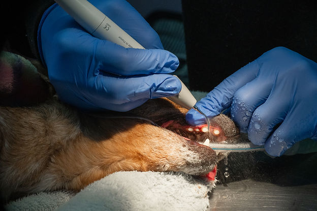 A vet assistant's gloved hands are visible in this close-up image of a dog dental cleaning at Comer Veterinary Hospital.