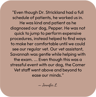 Vet Website Testimonial-2.png