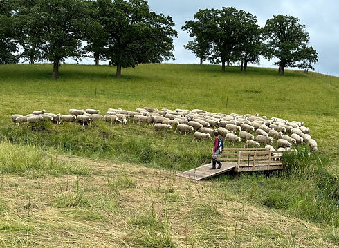2024.06.29 moving sheep 1 cropped.jpg