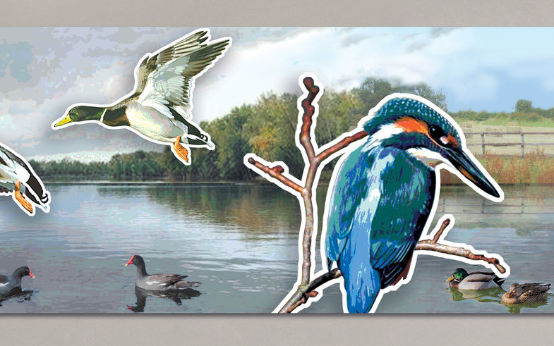 Detail of Selby Library mural with photomontage of swimming and flying ducks, kingfisher on branch, river bank and field