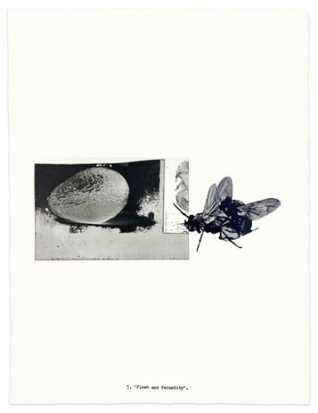 Title ‘5. Flesh and Fecundity’. Etching of avocado in negative with screenprinted copulating house flies to the right
