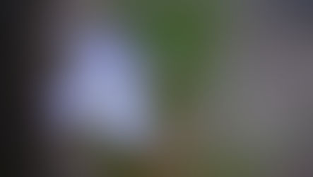 Wild Flower in Hiroshima City.