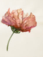 Pintura de una flor en acuarela de tonos rosa