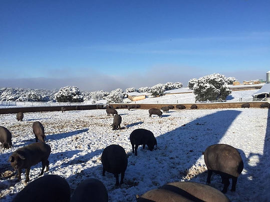 Trip Extremadura Charcuterie Brasile