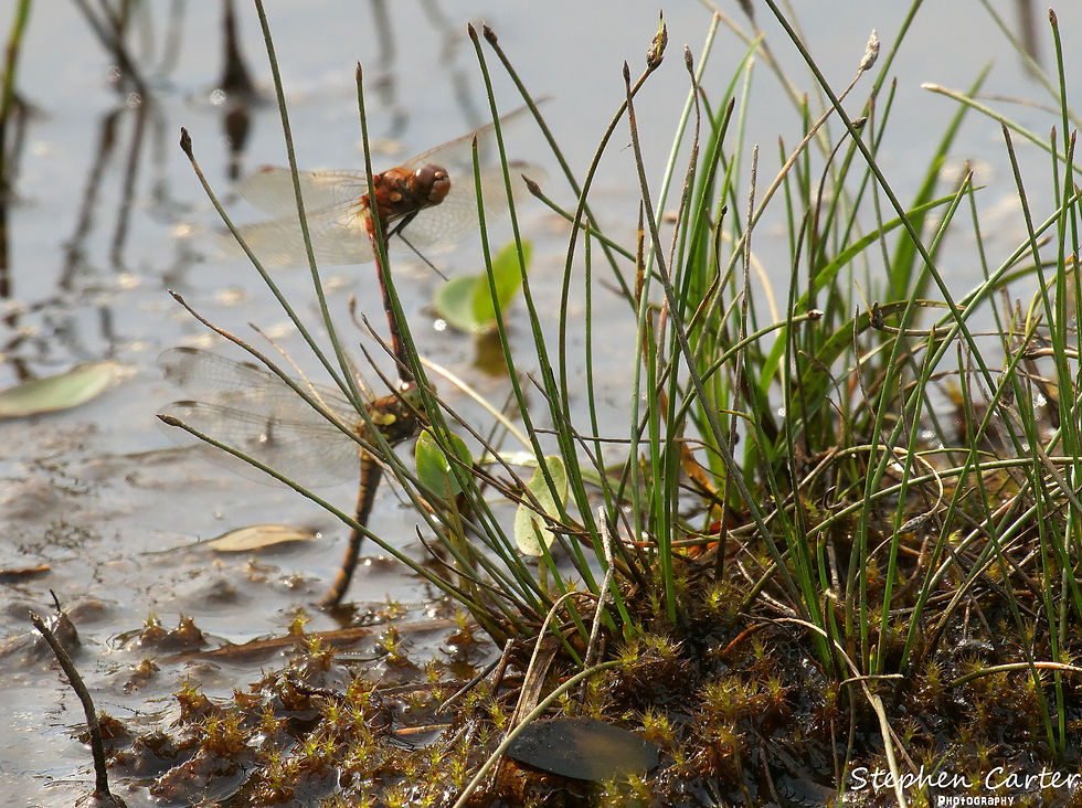 Pair of Common Darters in 'tandem'