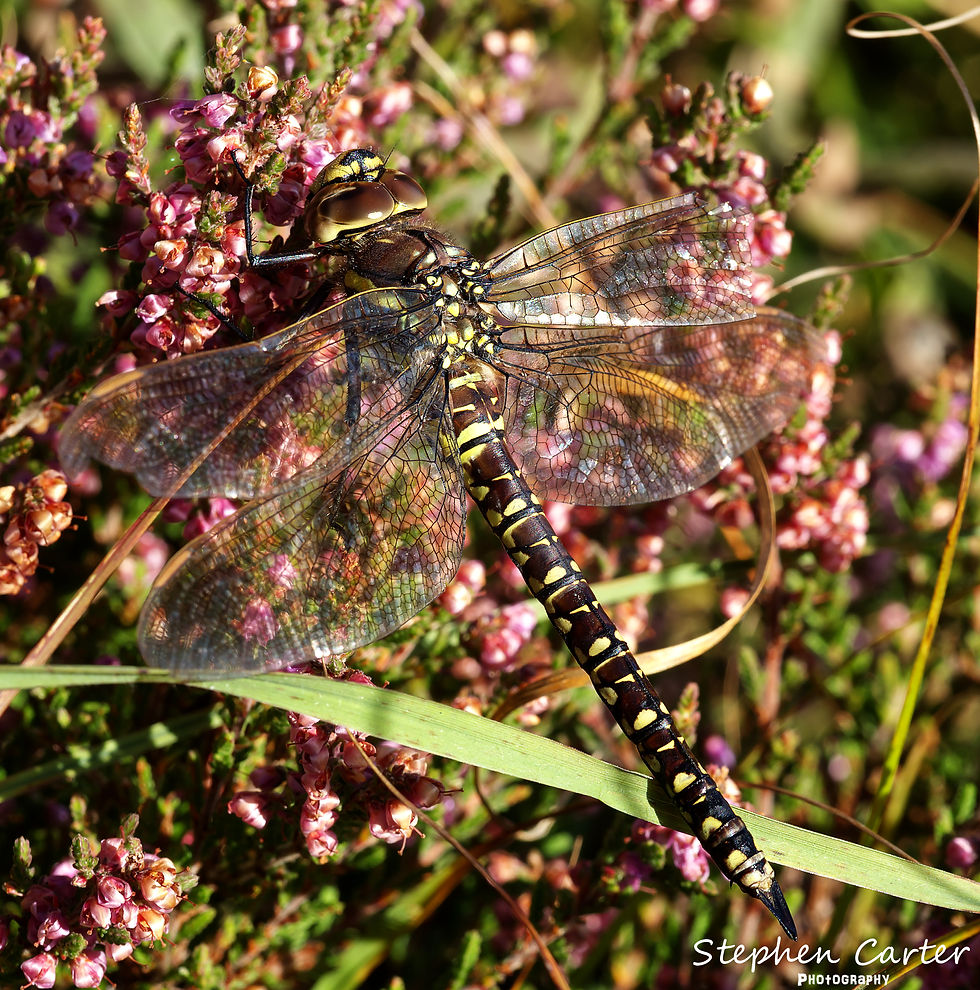 Common Hawker (female)