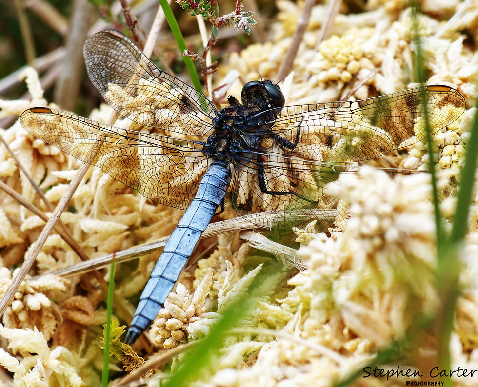 Keeled Skimmer (male)