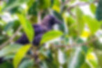 Corbeau de la Réunion