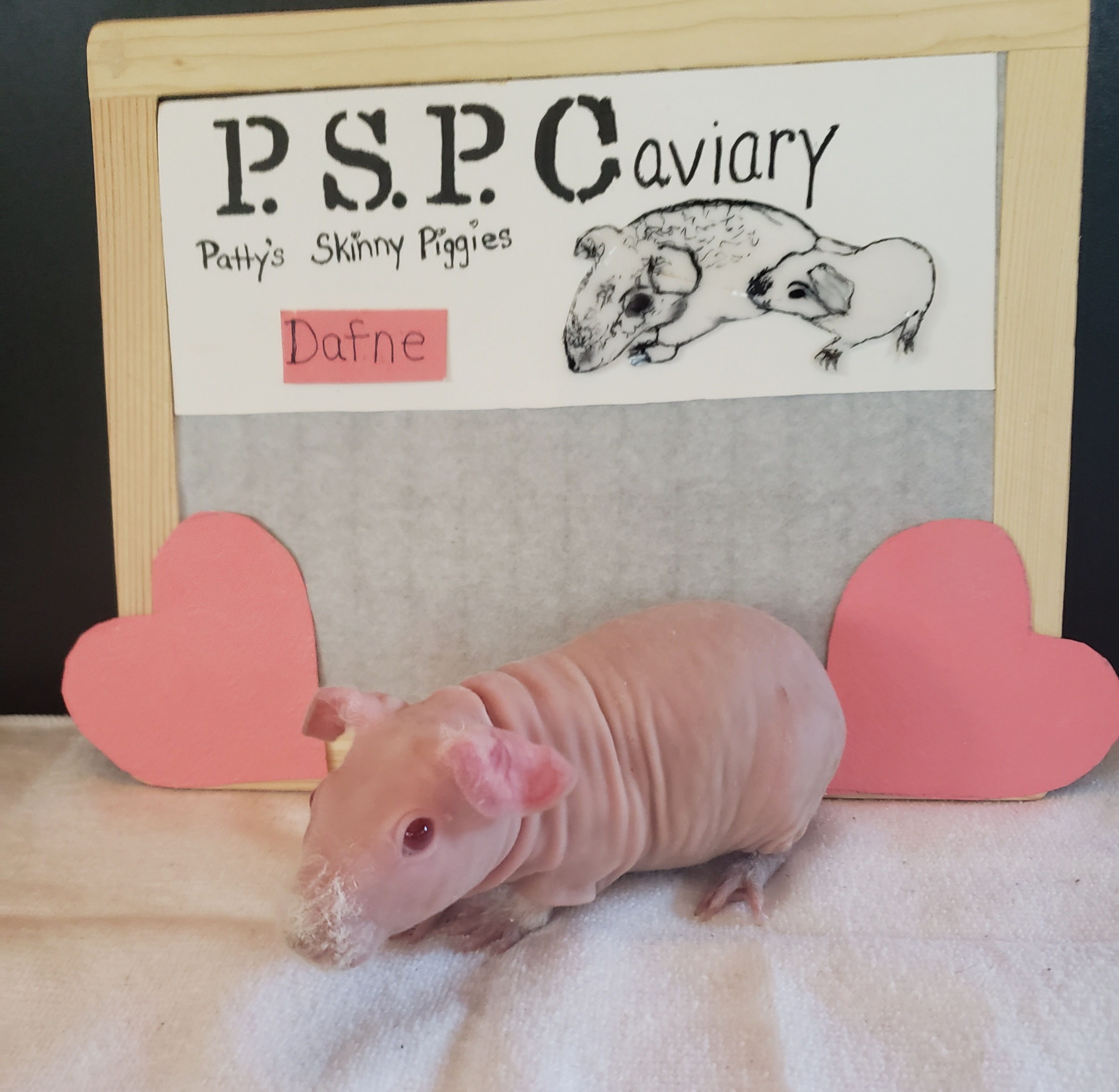 Pink Eyed White Skinny Pig  - Dafne SOLD