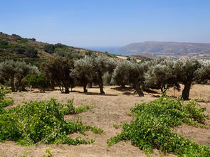 Agios Petros-Gavrio (Andros-Cylades)