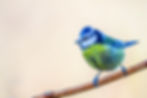 Mésange bleue