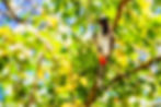 Bulbul Orphée