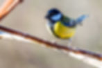 Mésange charbonnière