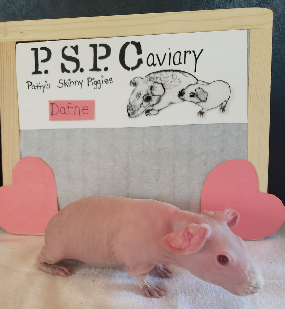 Thumbnail: Pink Eyed White Skinny Pig  - Dafne SOLD