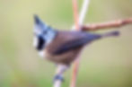 Mésange huppée