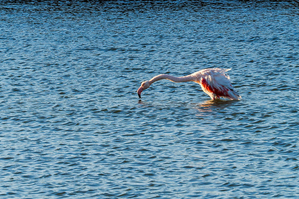 Flamand rose