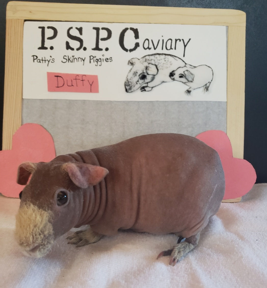 Cream Self Skinny Pig  - Duffy  - Breeder Not for Sale
