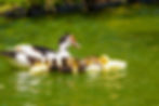 Canard musqué