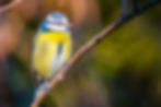 Mésange bleue