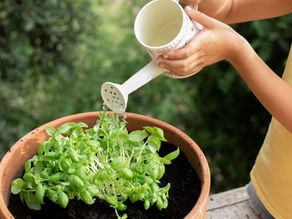 Growing Herbs at Home in Bangalore: A Complete Guide with Karat Farms