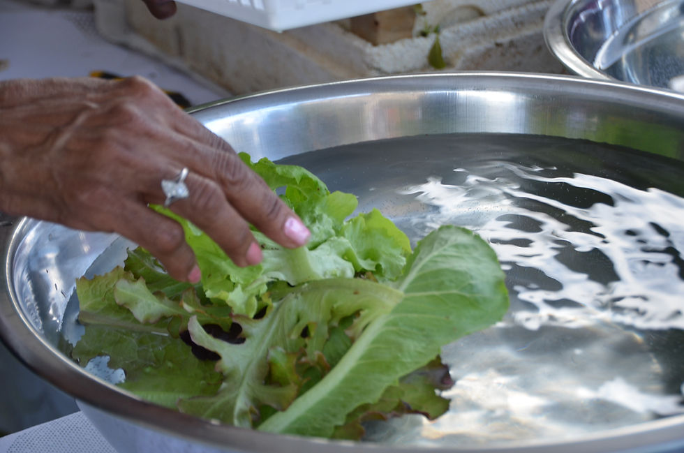 Simple & Refreshing Arugula Salad for Beginners 🥗✨