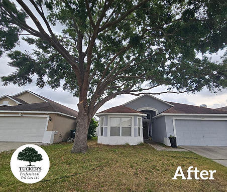 Tree Trimming in Orlando, FL