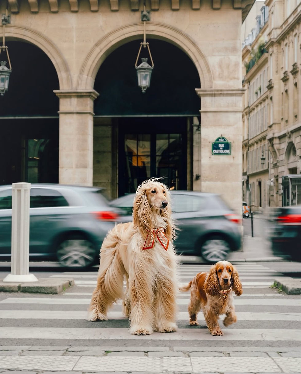 Paris ne ralentit jamais.Elles, si.#zumisparis #chienparisien #collierchien #modecanine #p
