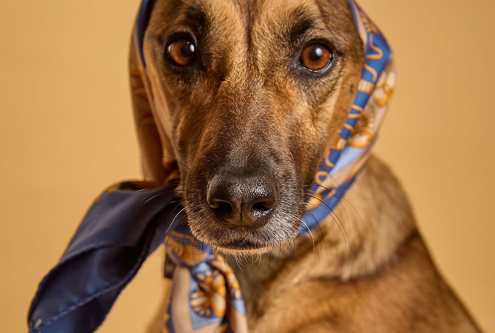 2025181_BARKSOCIETY5077.jpg