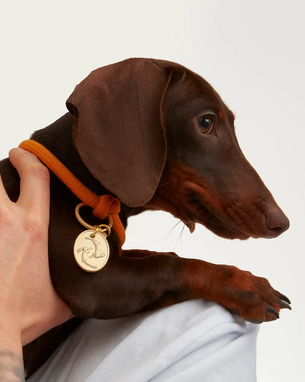 VB_BehaveNot_Dogs__3.webp