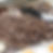 Chocolate Mudslide Pudding