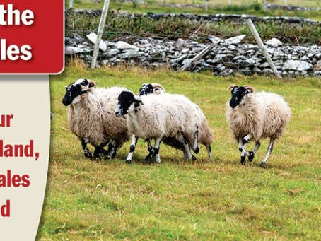 Sheep dogs have been used in Ireland for centuries. These intelligent dogs respond to complex whistle commands, allowing them to effectively herd sheep over long distances and challenging terrain. ...